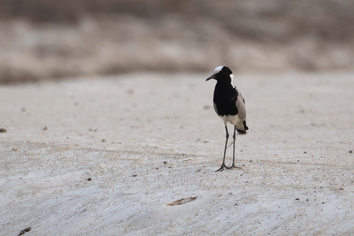 Blacksmith Lapwing - ML646829226