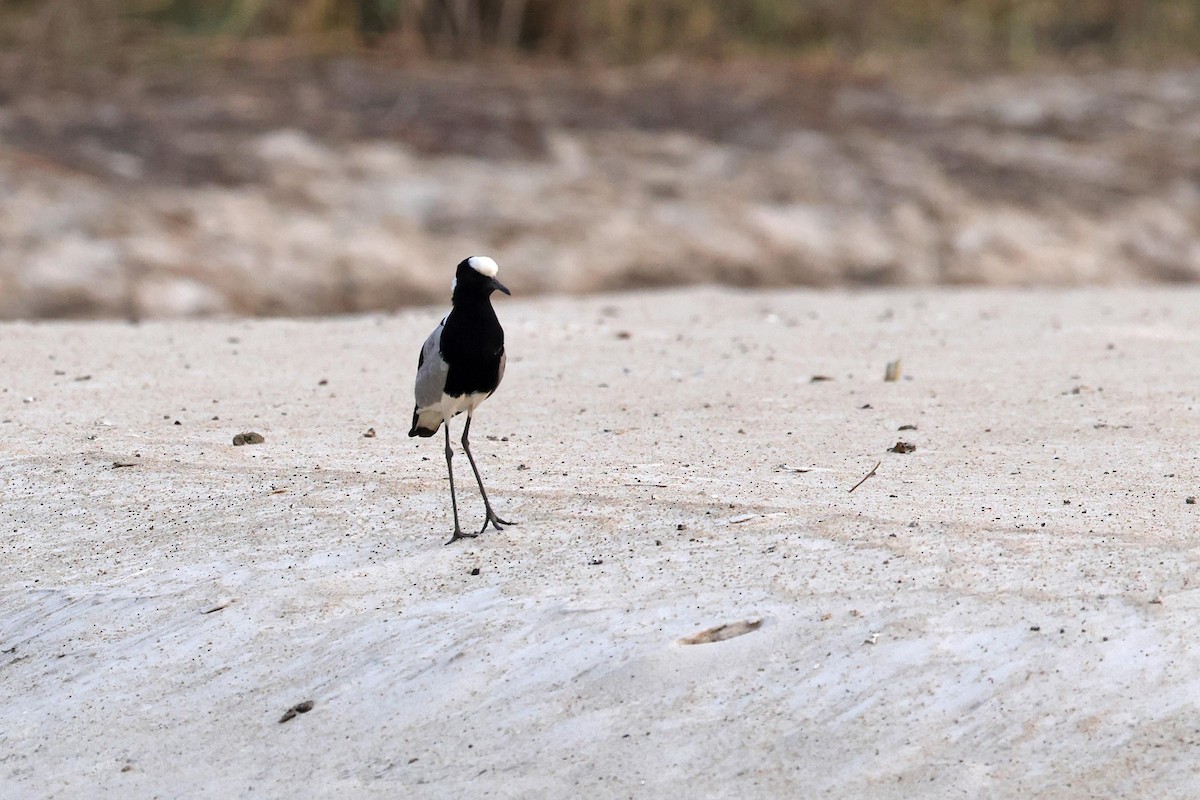 Blacksmith Lapwing - ML646829227