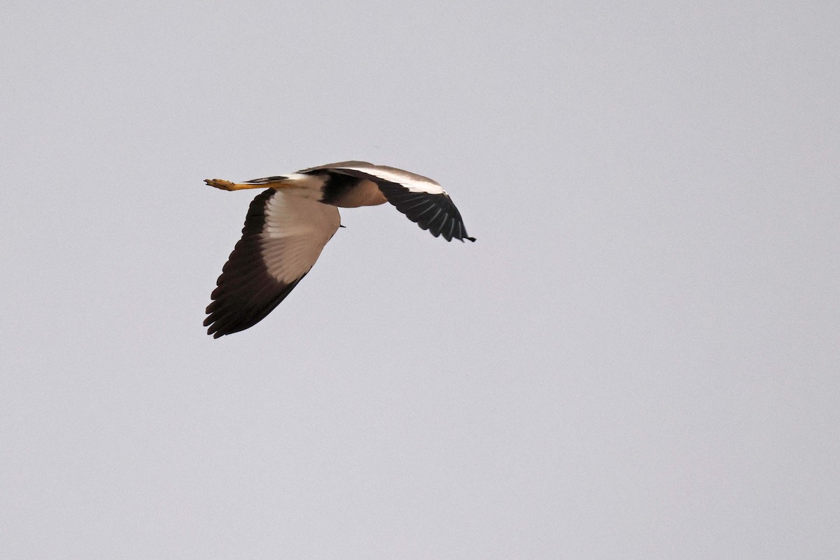Wattled Lapwing - ML646829228