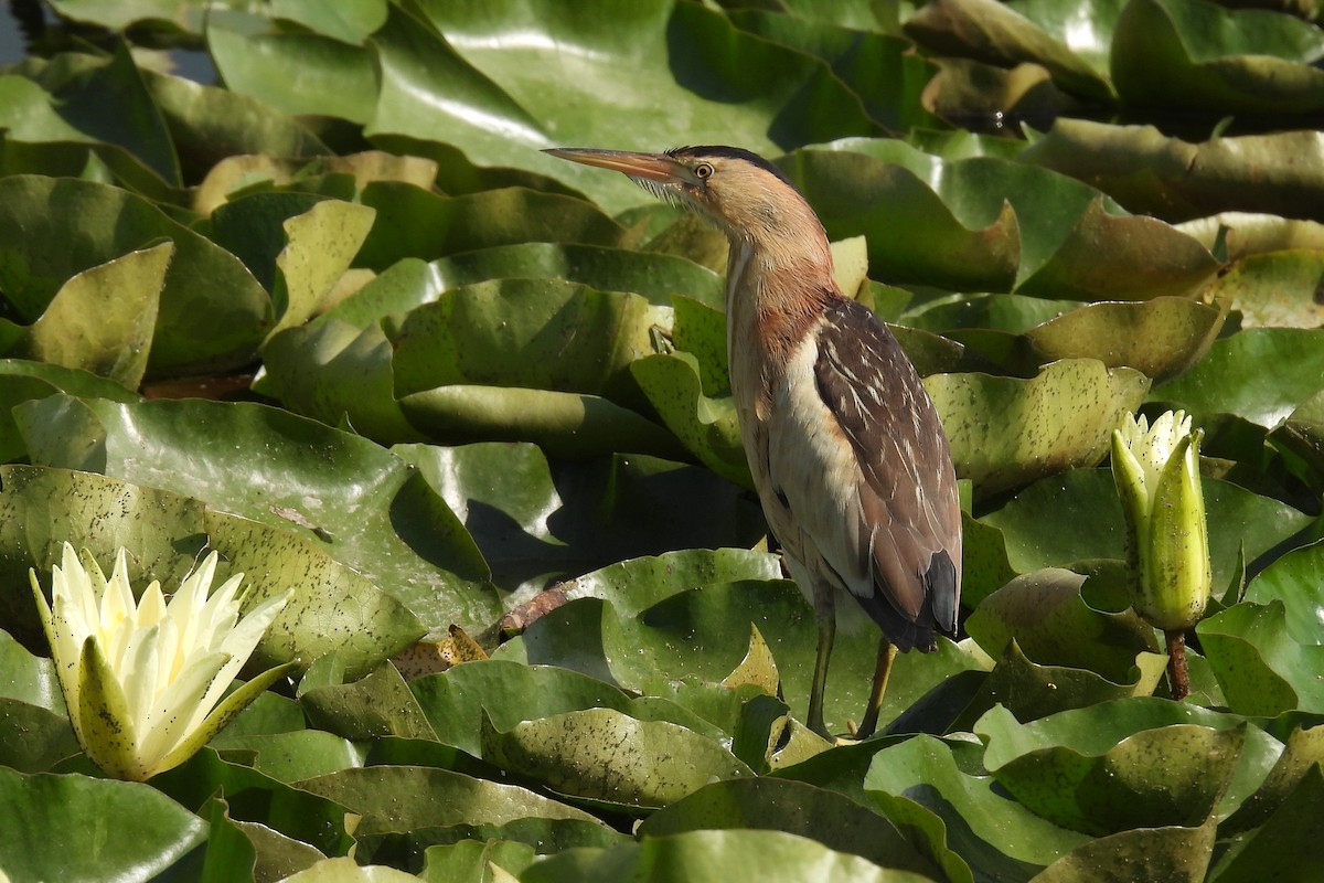 Little Bittern - ML646829230