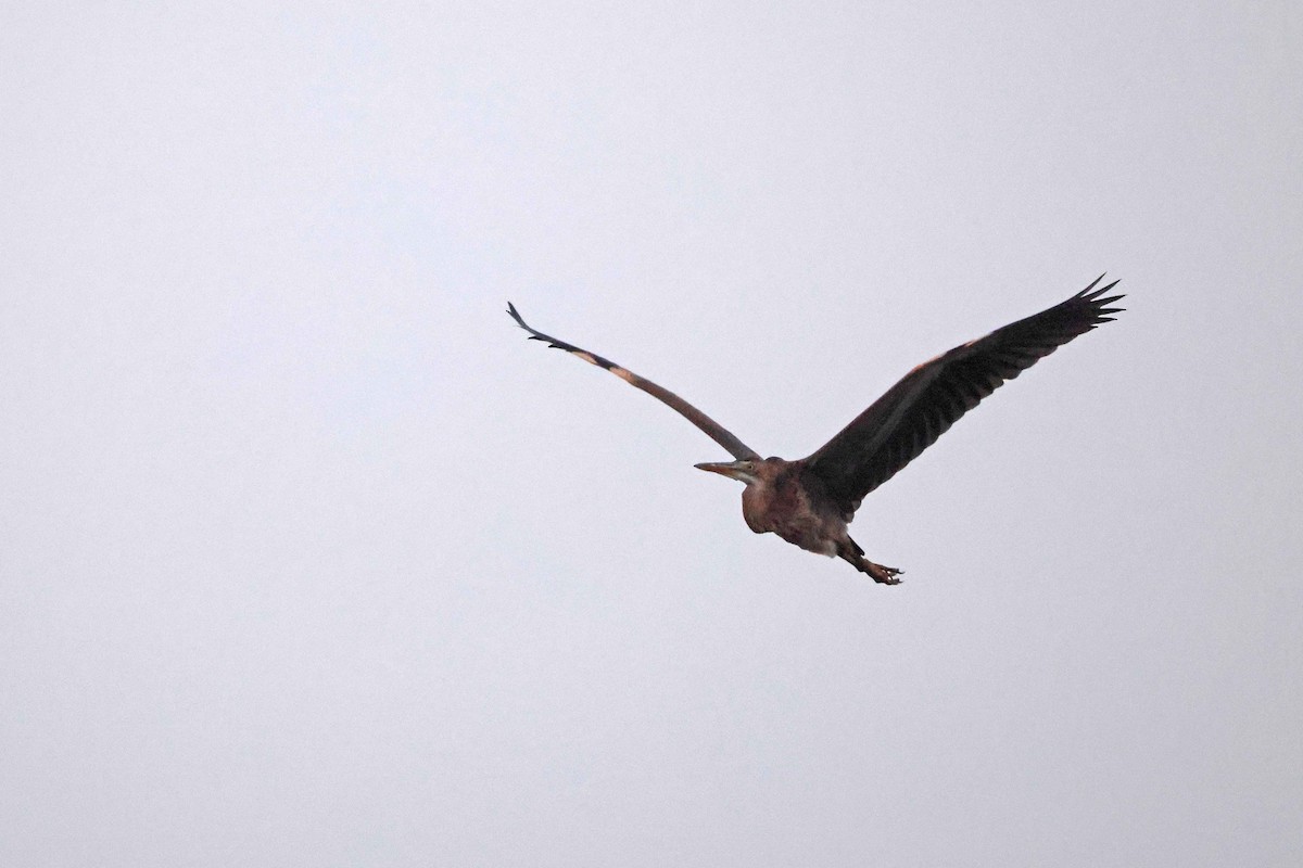 Зээрд дэглий - ML646829232