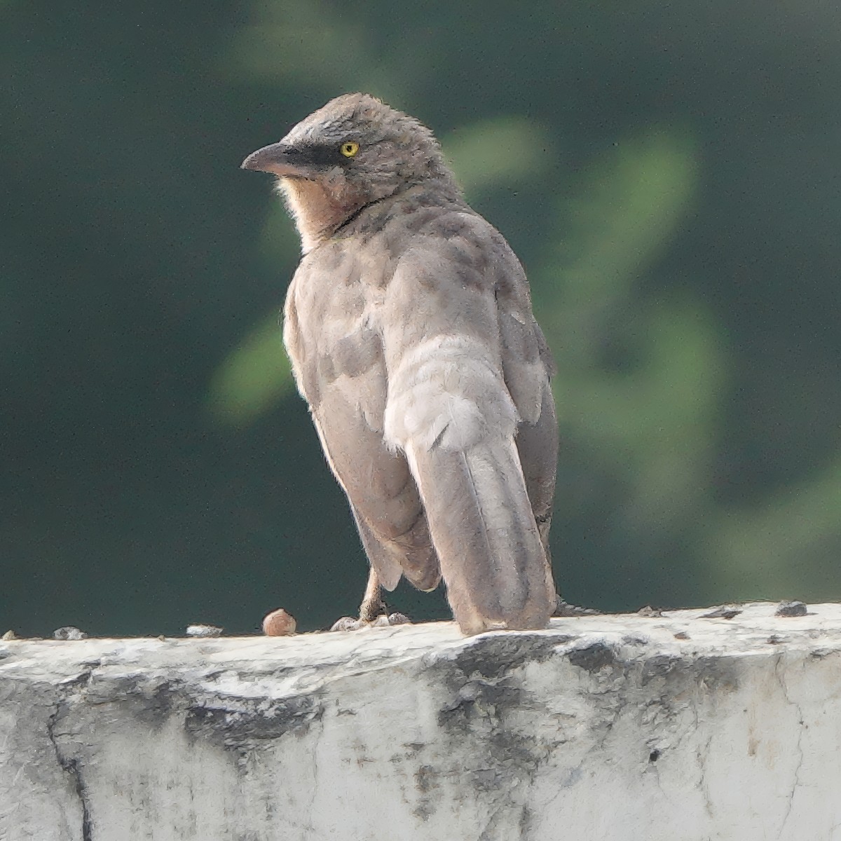 オジロヤブチメドリ - ML646829236