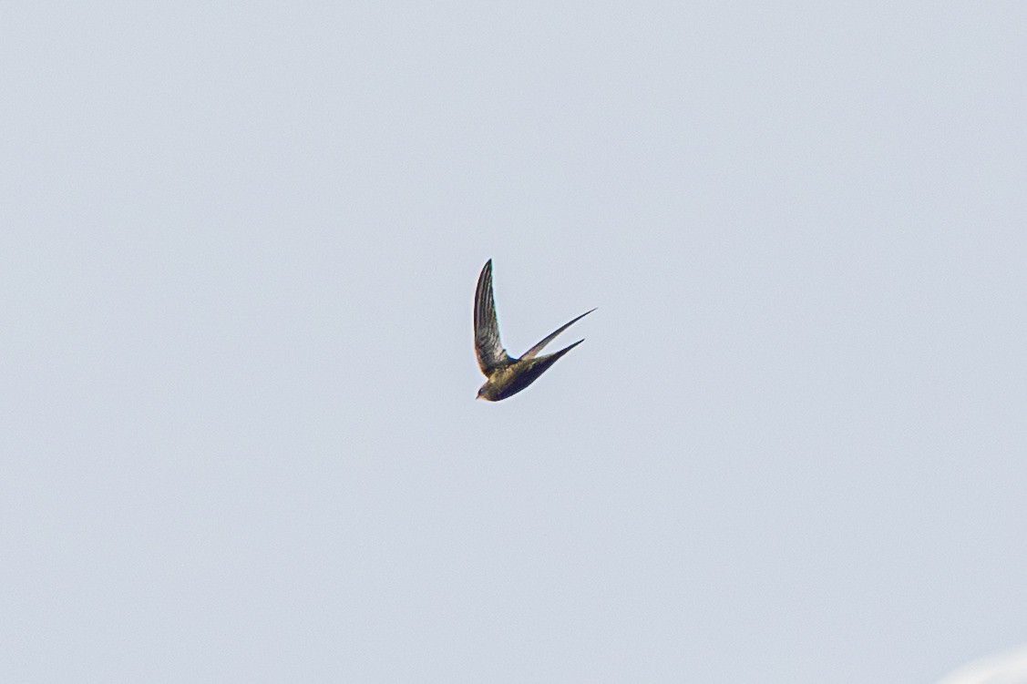Common Swift - ML646829239