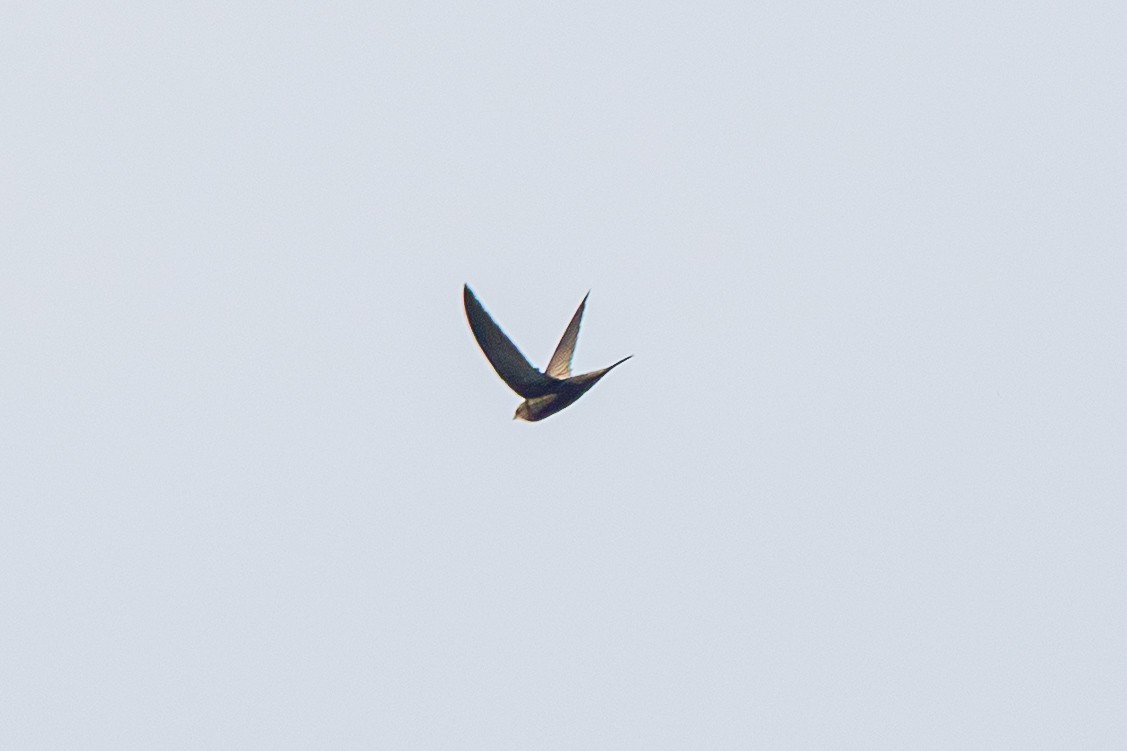 Common Swift - ML646829240