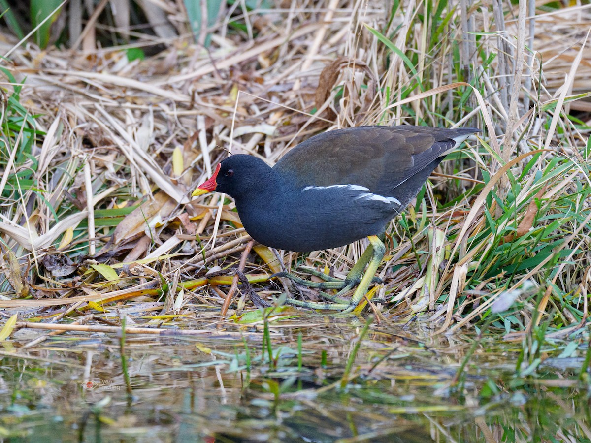 Eurasian Moorhen - ML646829243