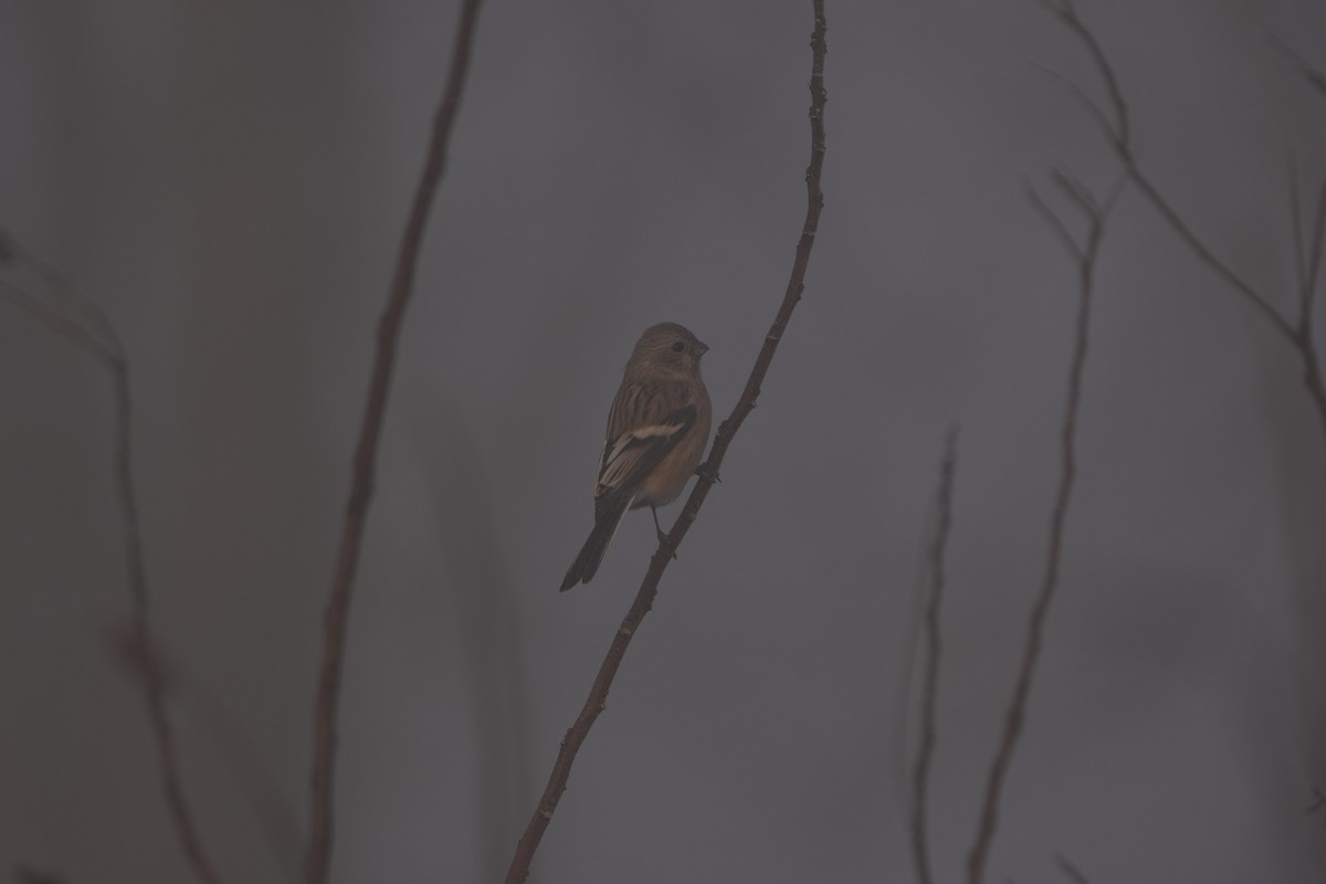 Uzun Kuyruklu Çütre - ML646829249