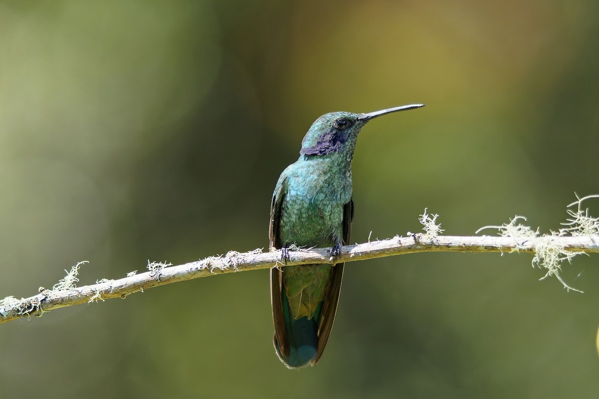 ヒメミドリハチドリ（cyanotus／crissalis） - ML646829250