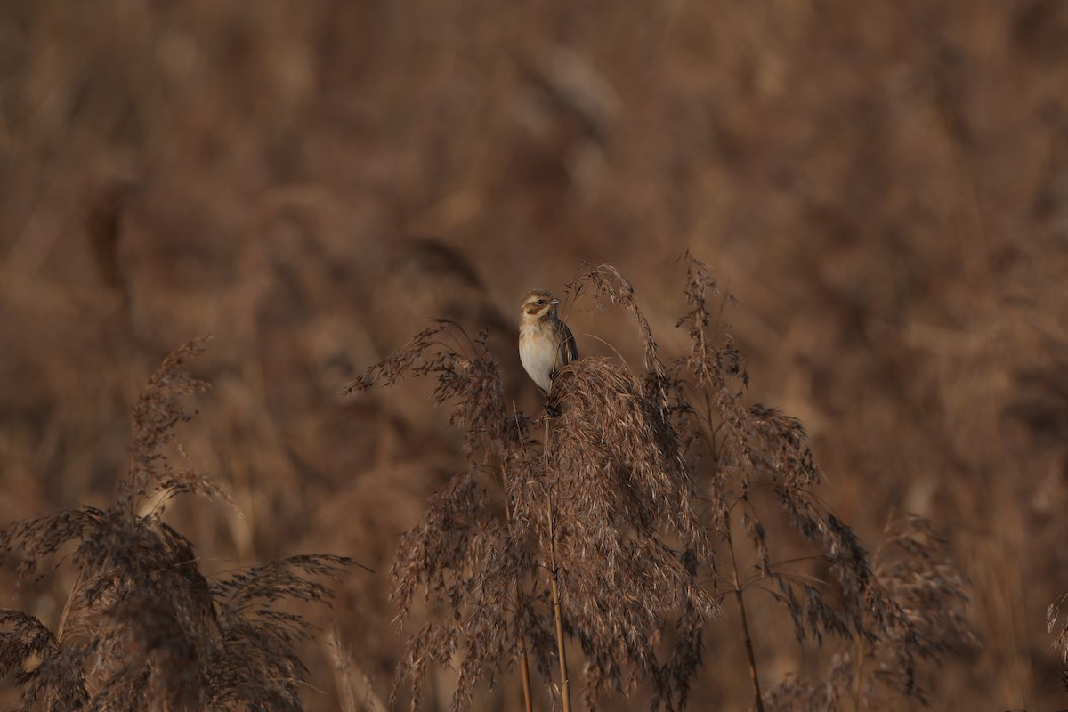 Küçük Saz Çintesi - ML646829252