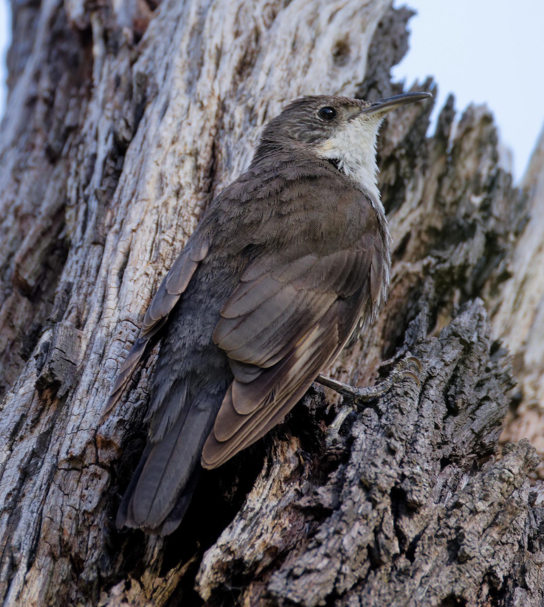 White-throated Treecreeper - ML646829268
