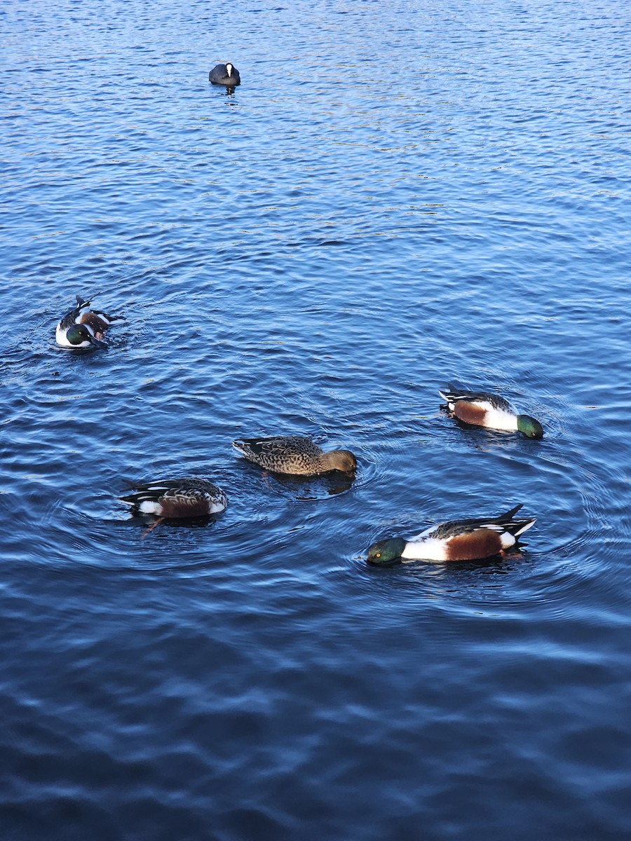 Халбага нугас - ML646829277