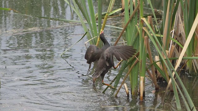 Dusky Moorhen - ML646829278
