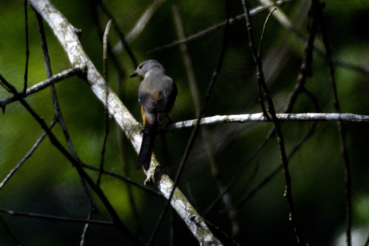 Zwergmennigvogel - ML646829280