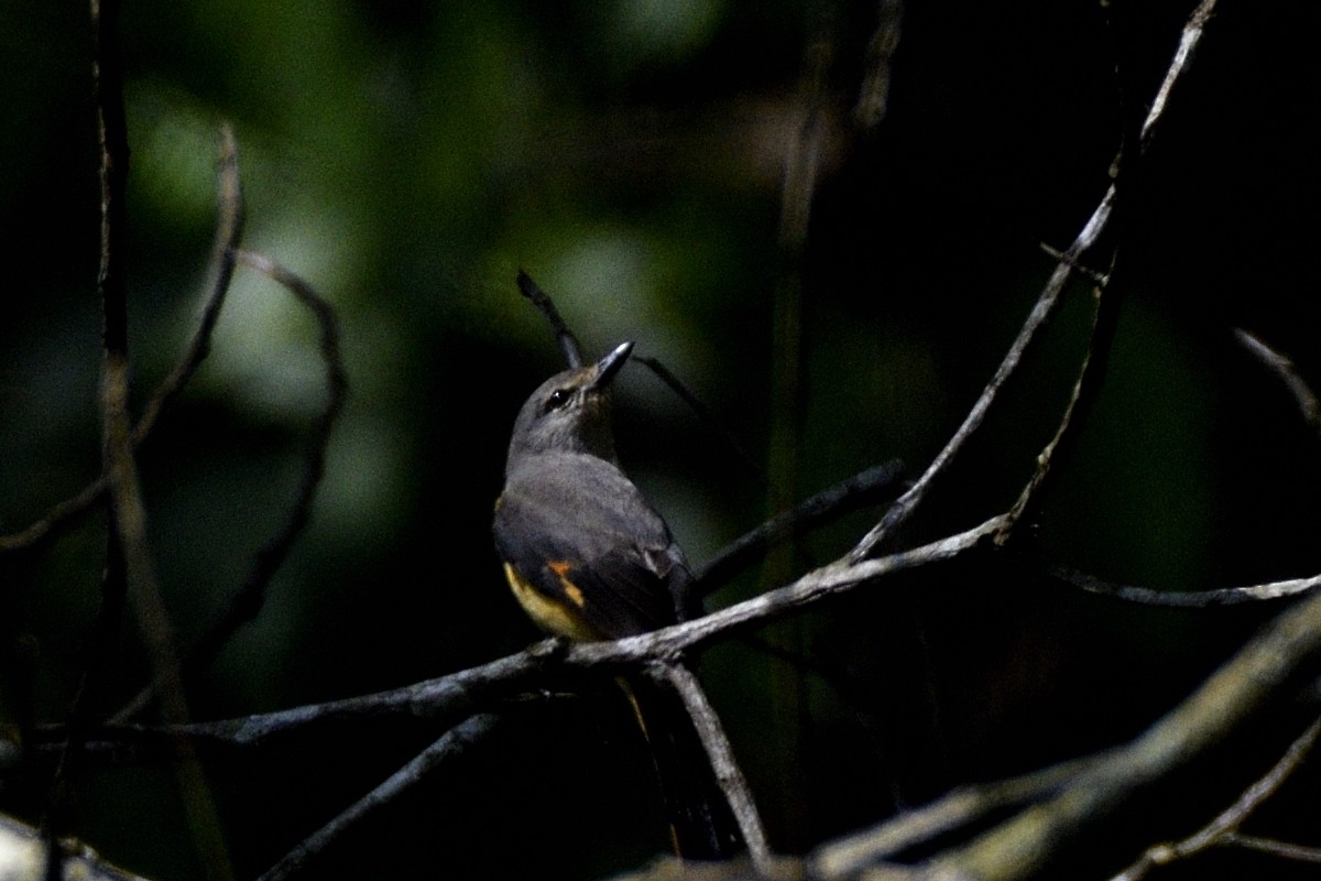 Zwergmennigvogel - ML646829281