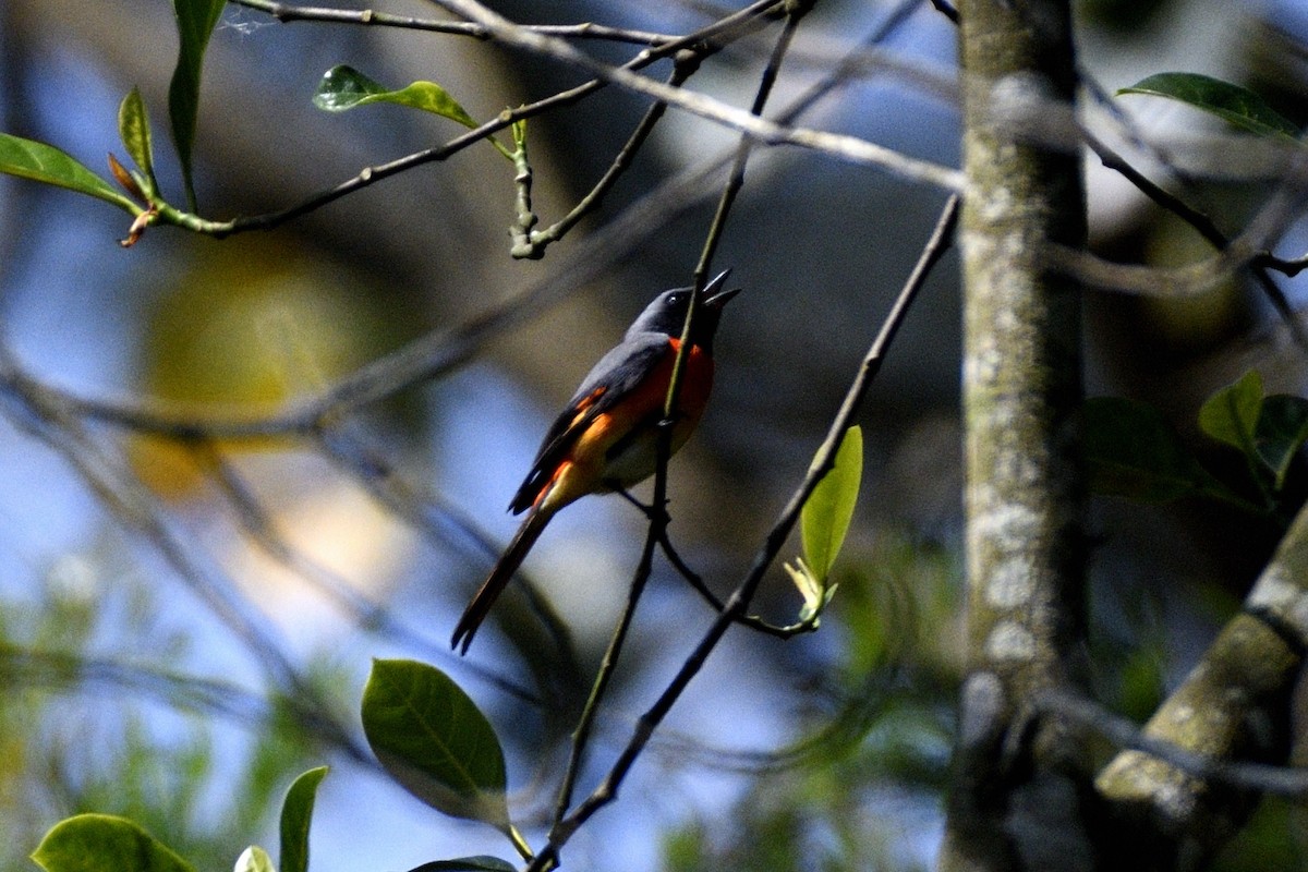 Zwergmennigvogel - ML646829282