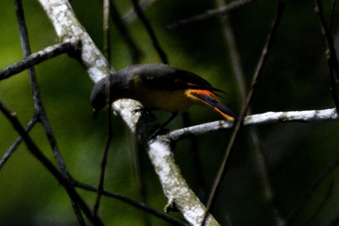 Zwergmennigvogel - ML646829283