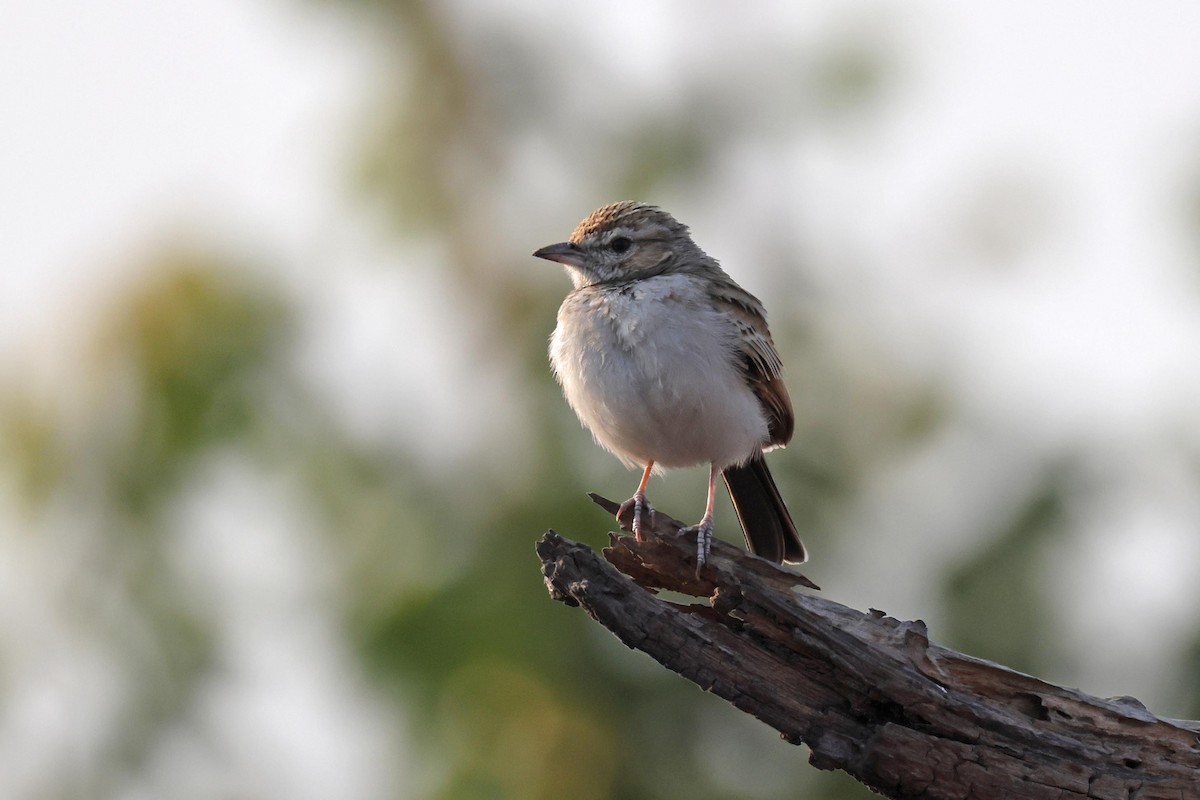Fawn-colored Lark - ML646829284