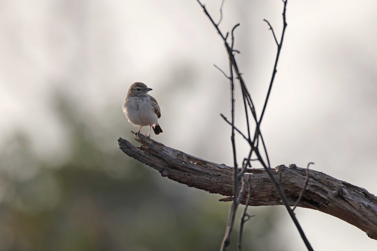 Fawn-colored Lark - ML646829285