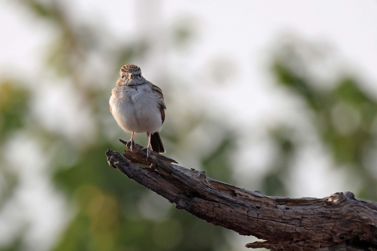Fawn-colored Lark - ML646829286