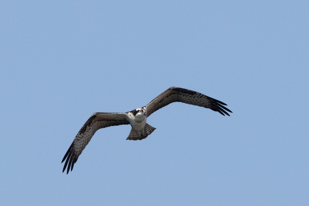 Osprey (American) - ML646829287