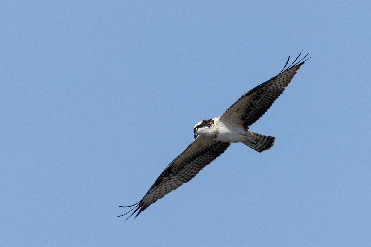 Osprey (American) - ML646829293