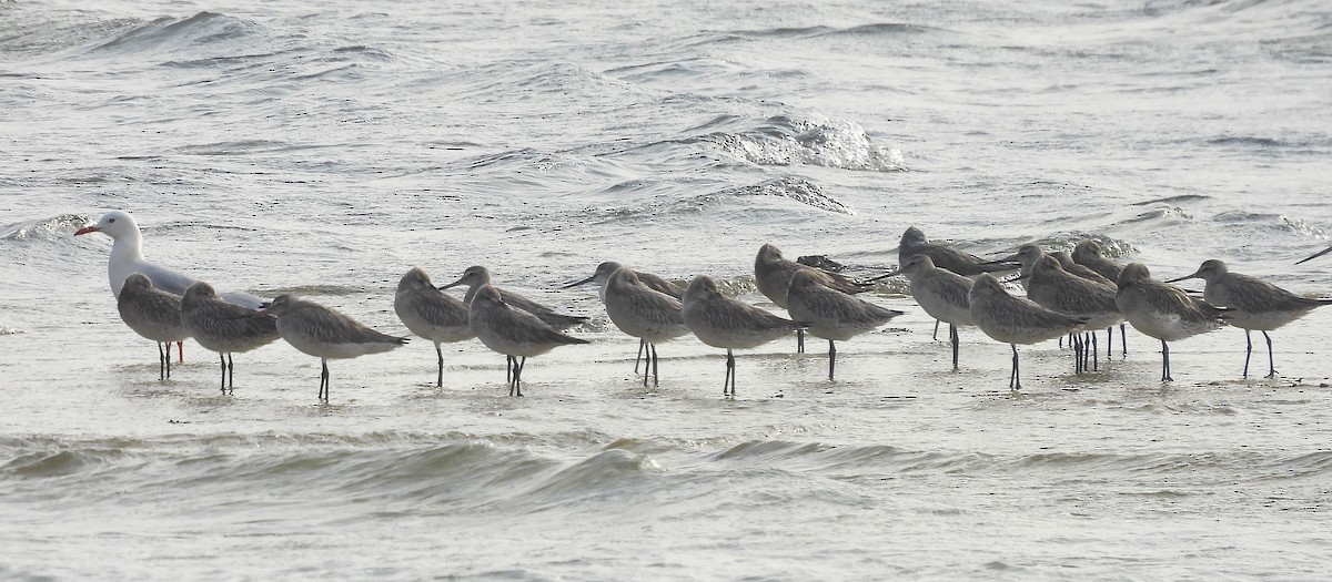 Barge rousse - ML646829294