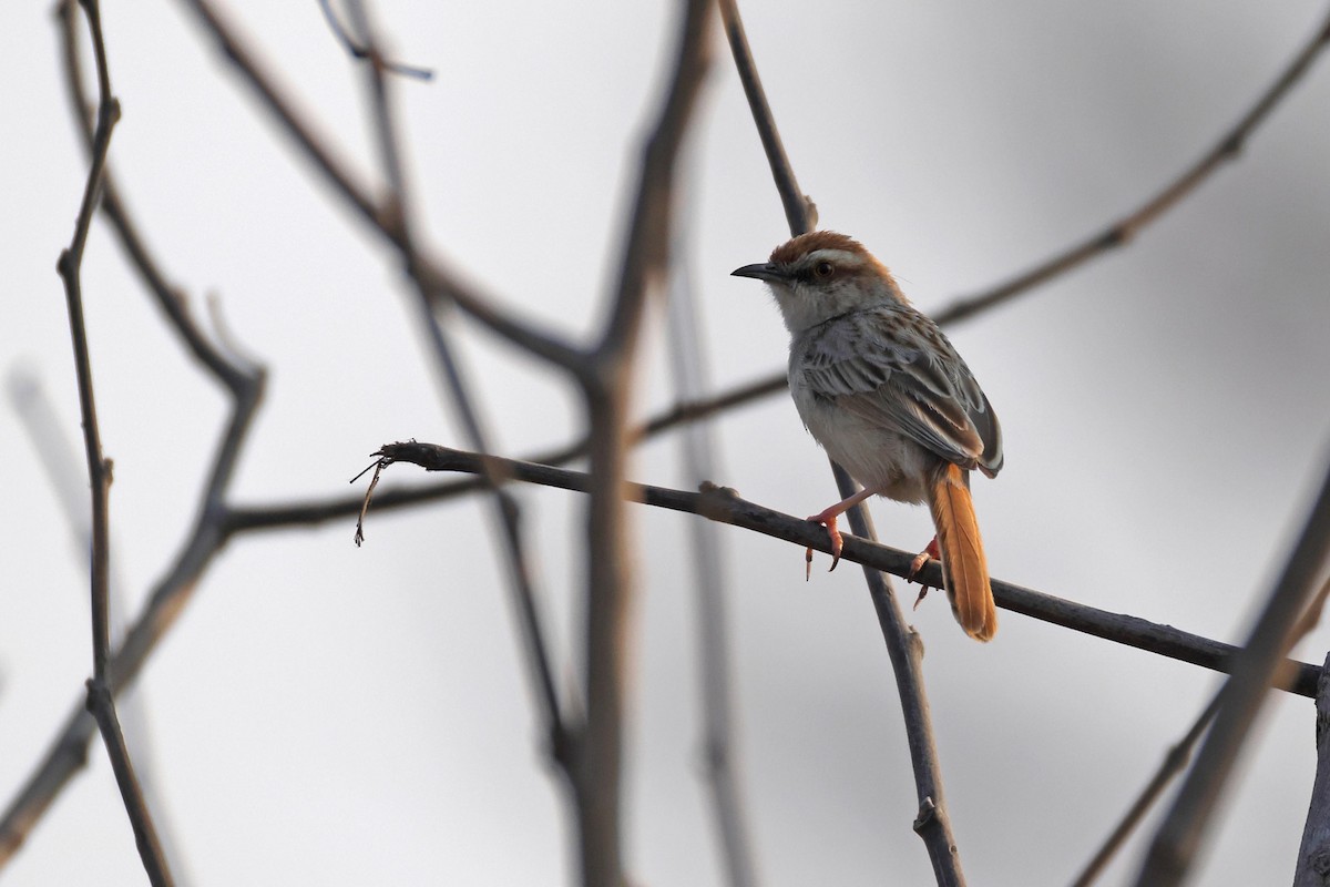 Rotschwanz-Zistensänger - ML646829295