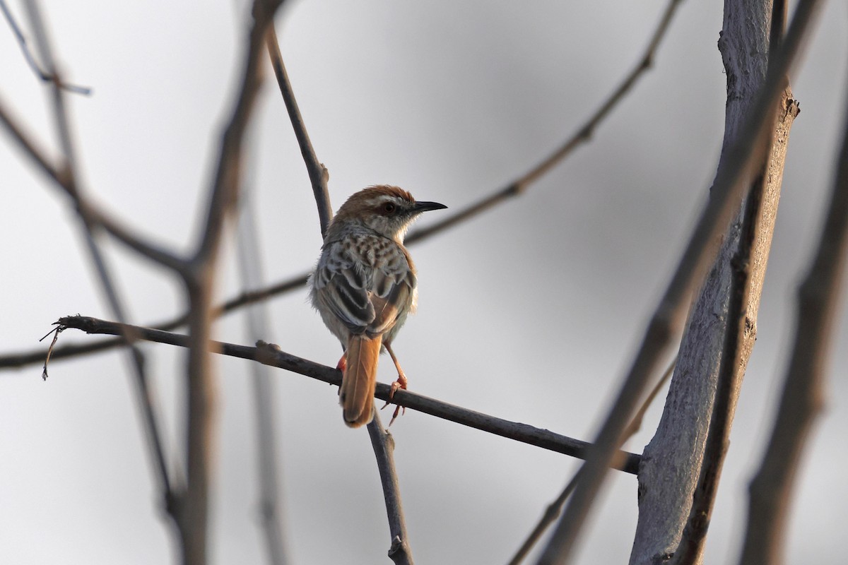 Rotschwanz-Zistensänger - ML646829296