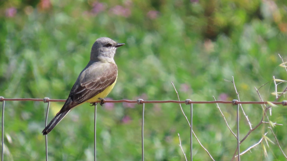 Tirano Occidental - ML646829298