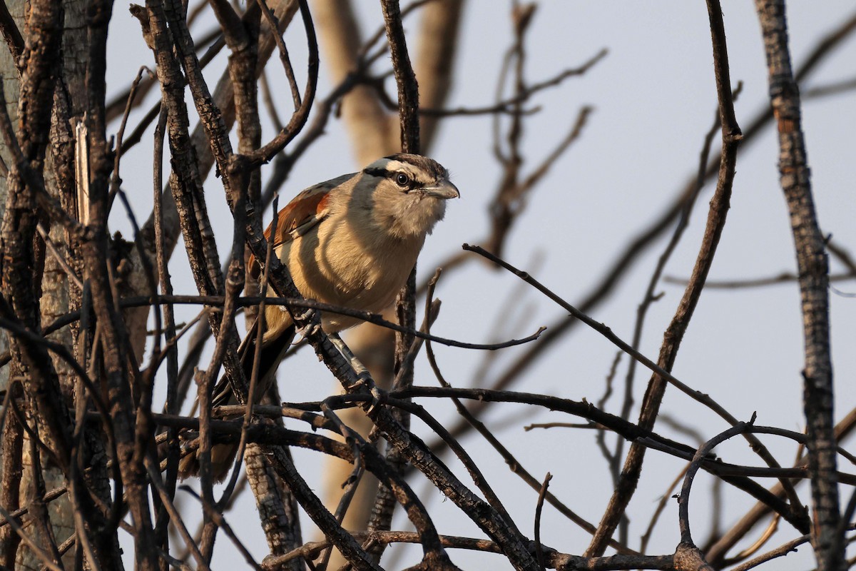 Chagra Coroniparda - ML646829299