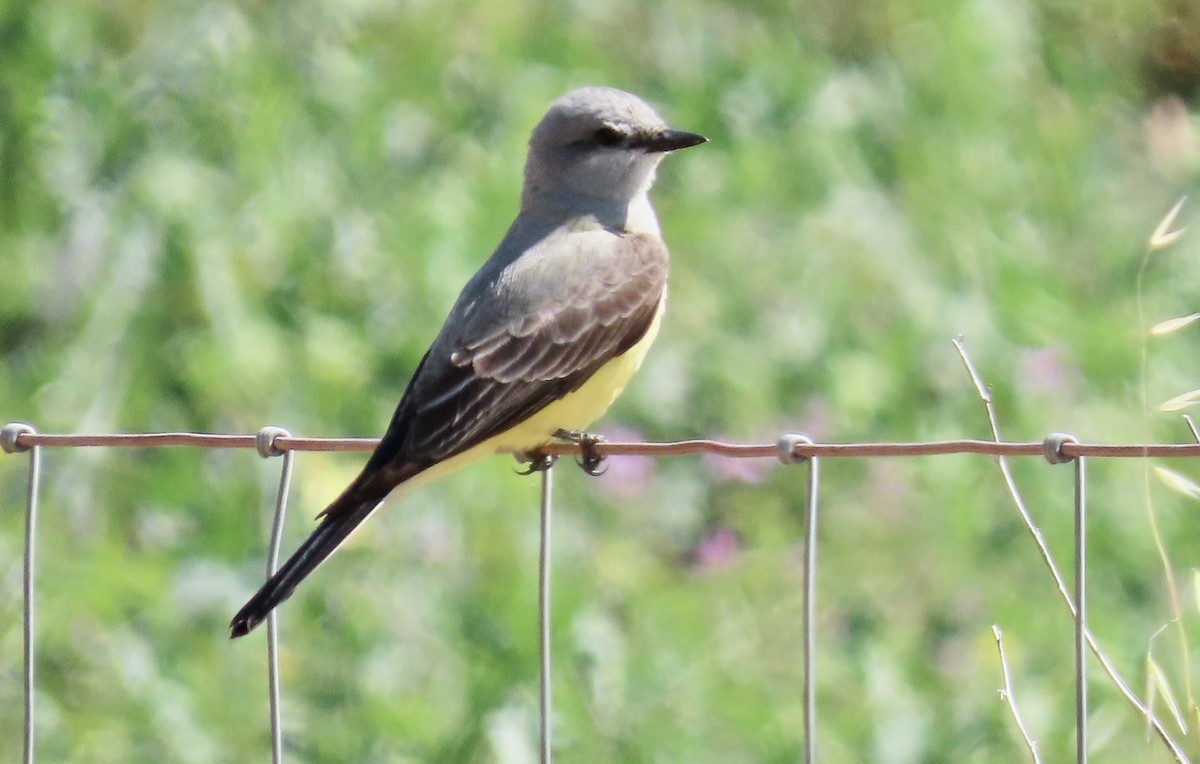 Tirano Occidental - ML646829300