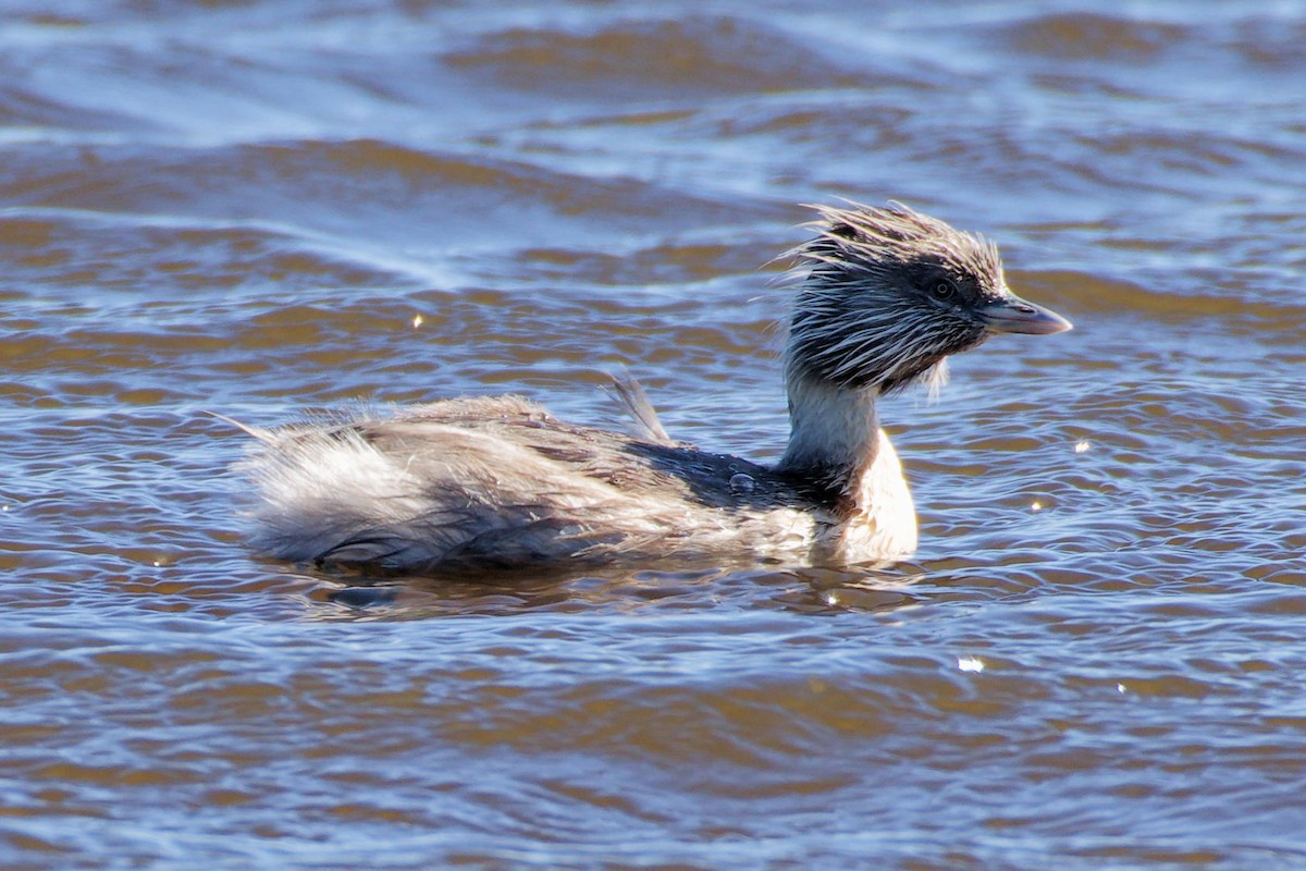 Zampullín Canoso - ML646829301
