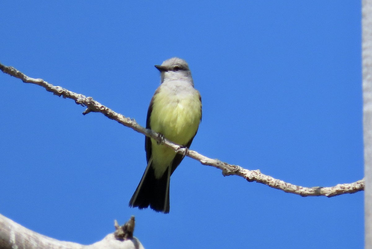 Tirano Occidental - ML646829302