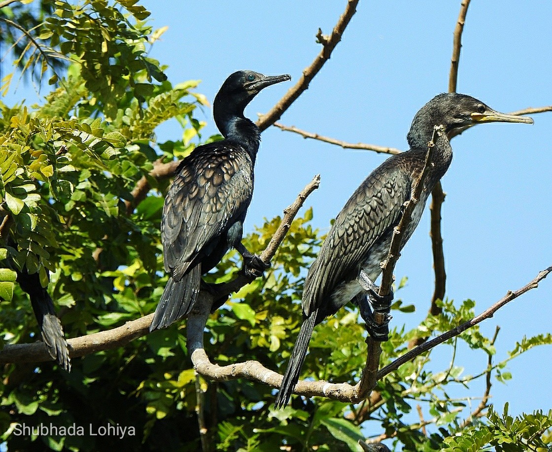 Indian Cormorant - ML646829303