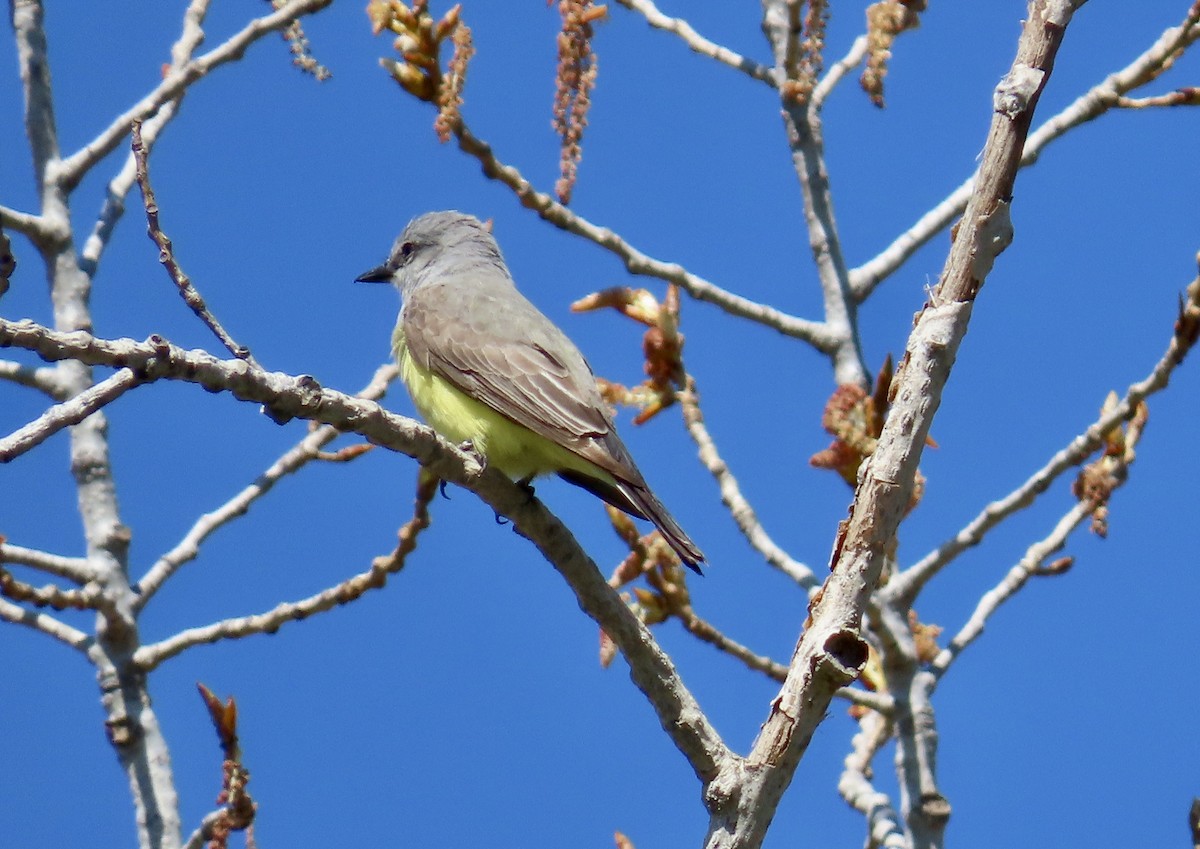 Tirano Occidental - ML646829304