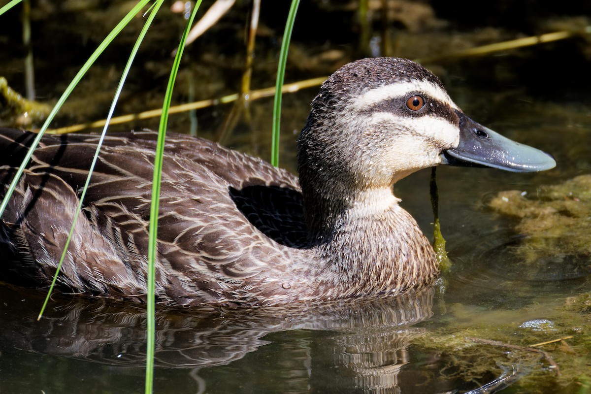 Ánade Cejudo - ML646829305