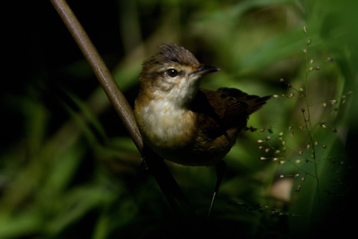 rákosník pokřovní - ML646829306
