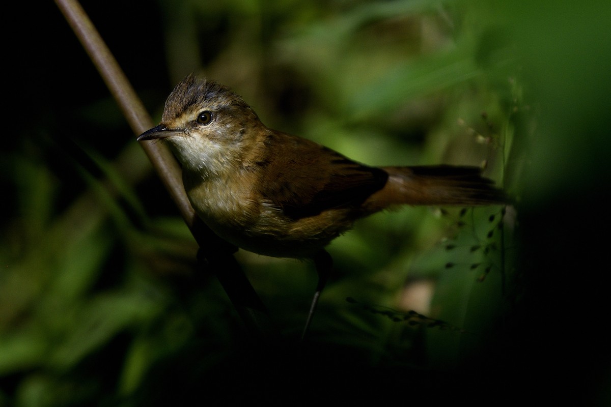 rákosník pokřovní - ML646829307