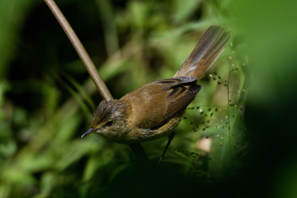 rákosník pokřovní - ML646829308