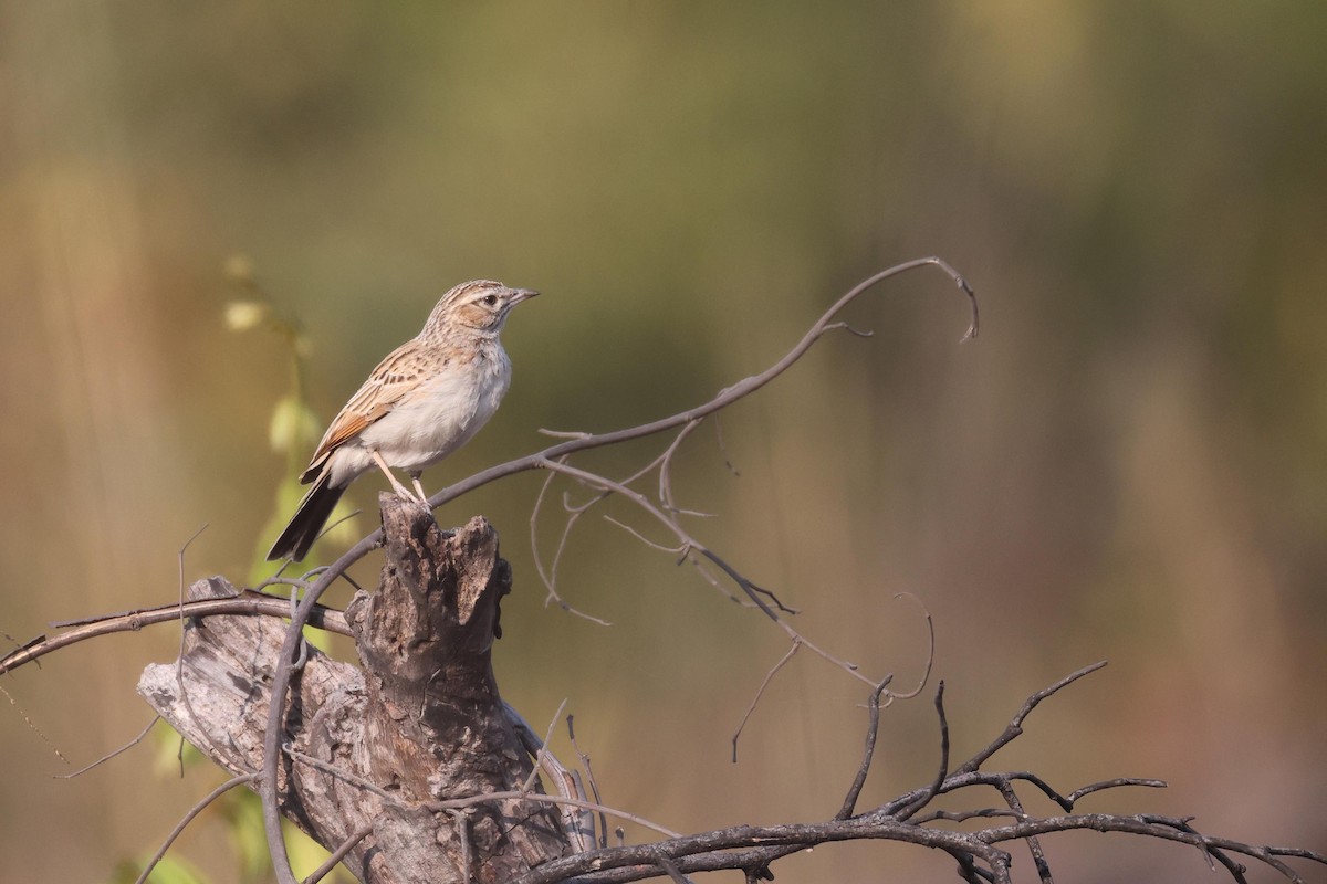 Alondra Leonada - ML646829309