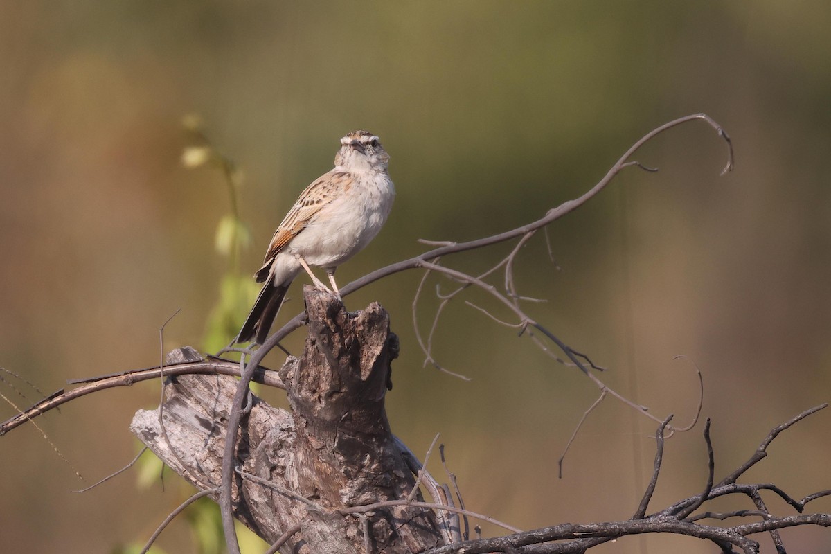 Alondra Leonada - ML646829310