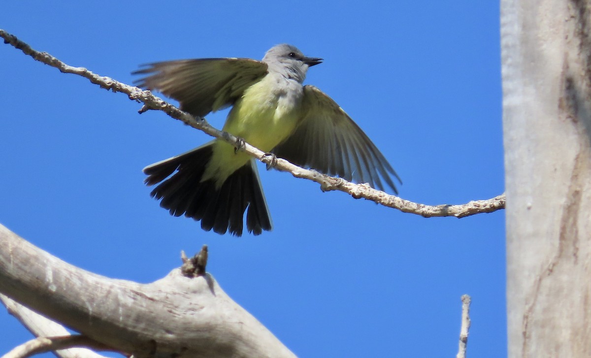 Tirano Occidental - ML646829311