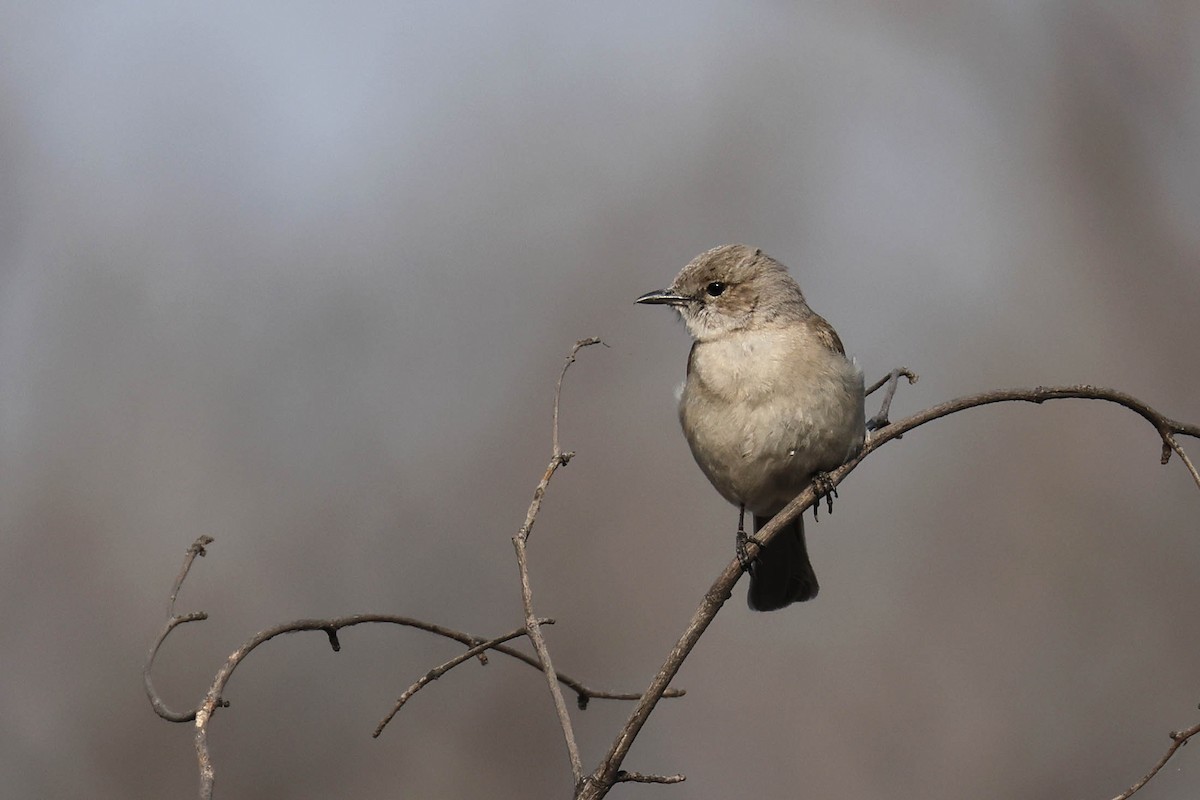 Papamoscas Pálido - ML646829322