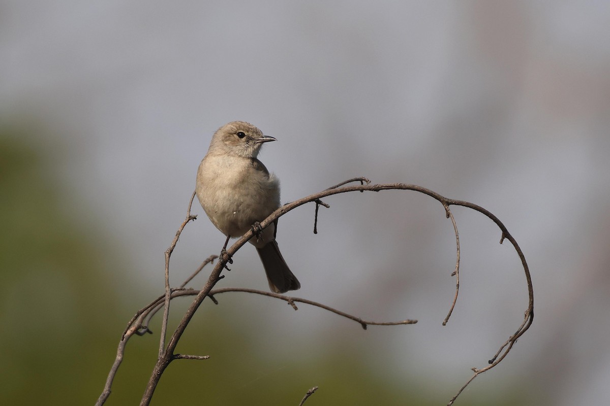 Papamoscas Pálido - ML646829323