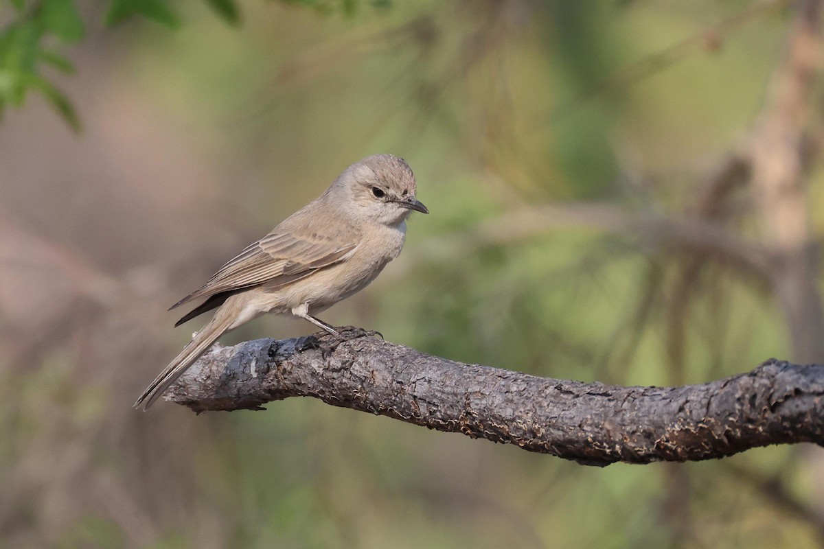 Papamoscas Pálido - ML646829324