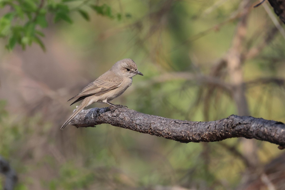Papamoscas Pálido - ML646829325