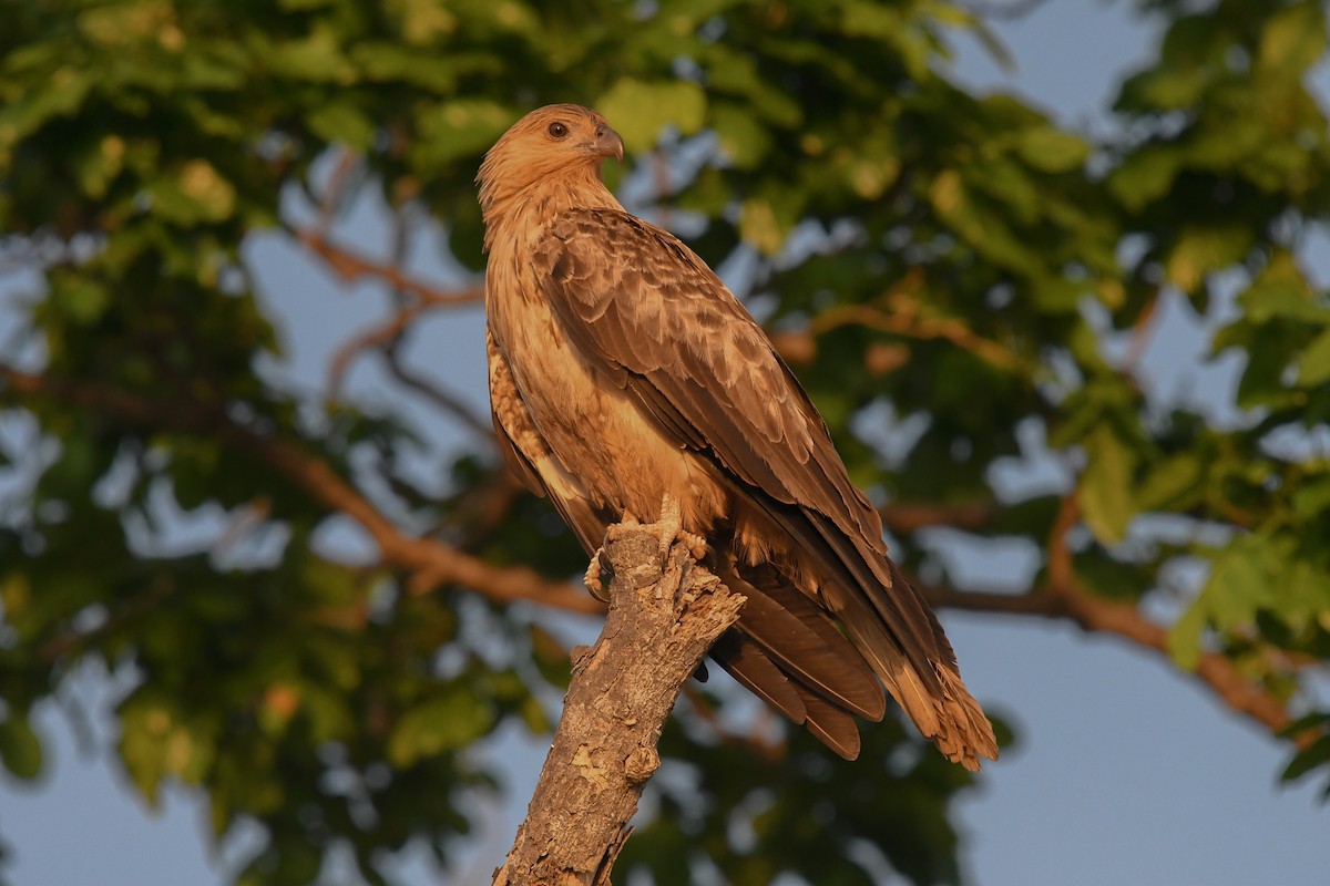 Milano Silbador - ML646829326