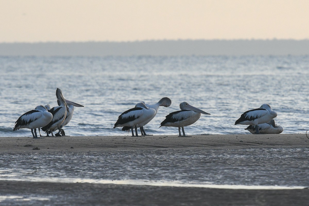 Pelícano Australiano - ML646829327