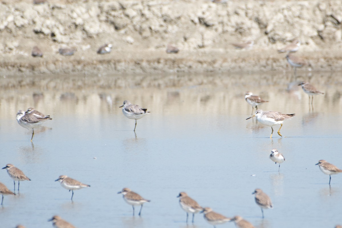 Archibebe Moteado - ML646829328