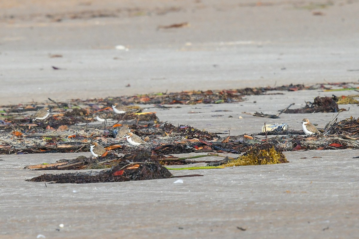 Chorlitejo Capirrojo - ML646829329