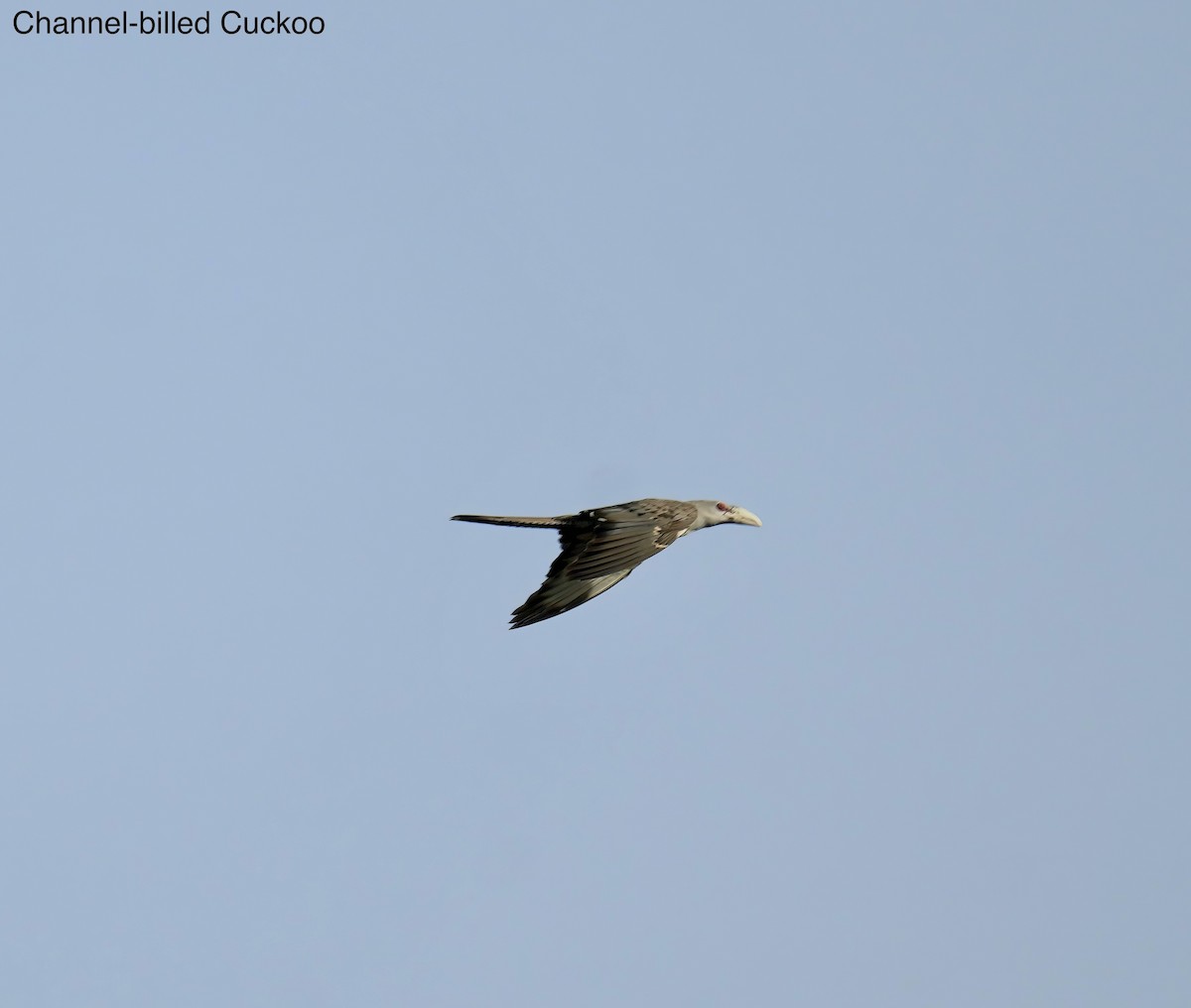 Cuco Tucán - ML646829330